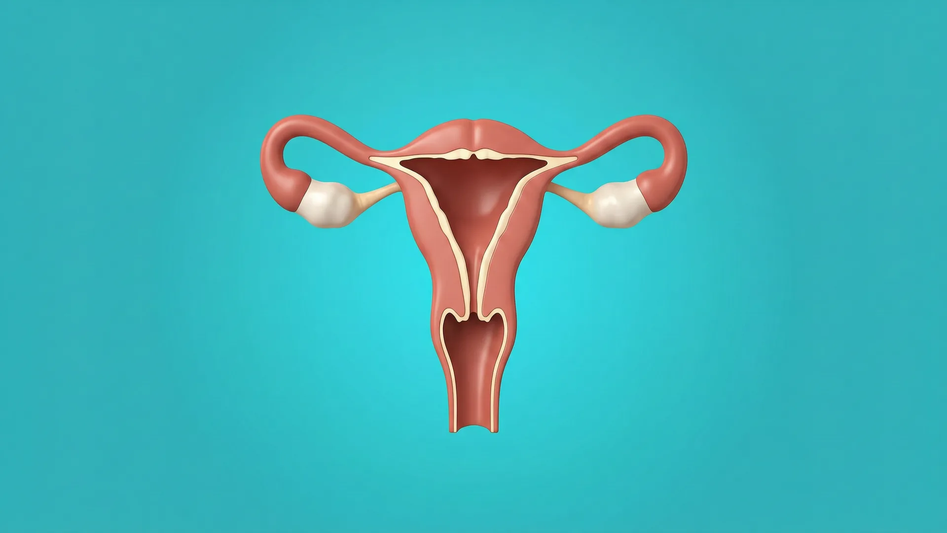 Anatomi Sistem Reproduksi Wanita